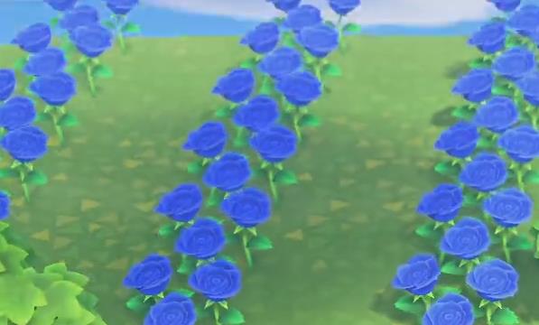 动物森友会蓝色玫瑰花怎么种植